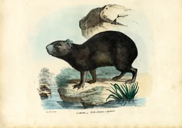 Capibara